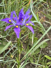 Moraea fugax