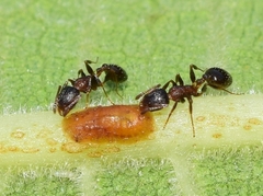 Temnothorax algiricus