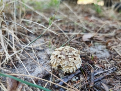 Lycoperdon marginatum