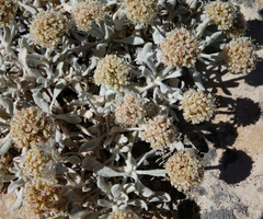 Eriogonum pauciflorum