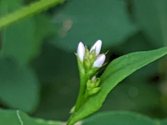 Persicaria sagittata