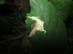 Coptotriche marginea