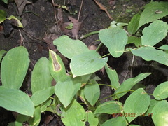 Uvularia grandiflora