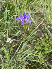 Moraea fugax