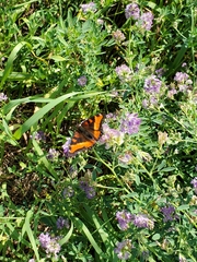 Aglais milberti