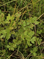 Spiraea alba latifolia