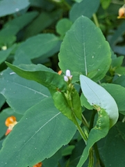 Persicaria sagittata