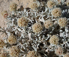 Eriogonum pauciflorum
