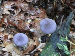 Cortinarius violaceus