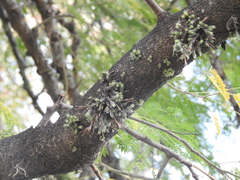Tillandsia tricholepis