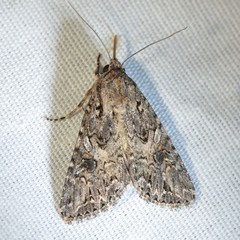 Anarta mutata