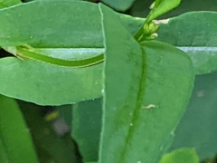 Persicaria sagittata