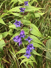 Gentiana asclepiadea