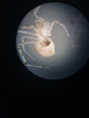 Theridion varians