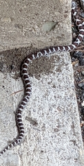 Lampropeltis triangulum