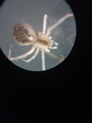 Theridion varians
