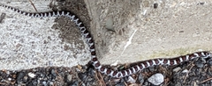 Lampropeltis triangulum