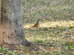 Turdus rufiventris