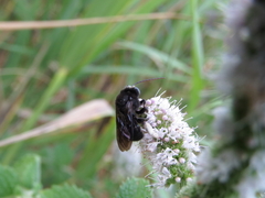 Melissodes bimaculatus