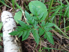 Sceptridium dissectum dissectum