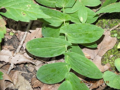 Uvularia grandiflora