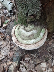 Ganoderma megaloma