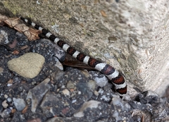 Lampropeltis triangulum