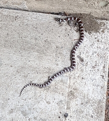Lampropeltis triangulum