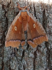 Antheraea polyphemus