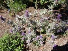 Eryngium leavenworthii