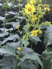 Silphium perfoliatum