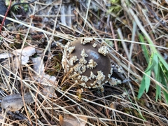 Lycoperdon marginatum