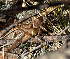 Platycleis albopunctata