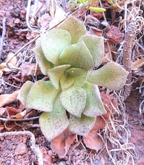 Aeonium canariense subsp. christii image