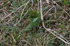 Decticus verrucivorus