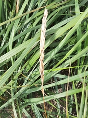 Leymus mollis