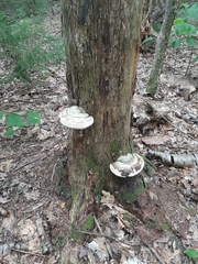 Ganoderma megaloma