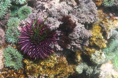 Strongylocentrotus purpuratus