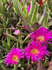 Carpobrotus quadrifidus