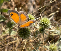 Pyronia cecilia