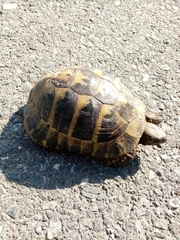 Testudo hermanni boettgeri