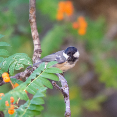 Periparus ater