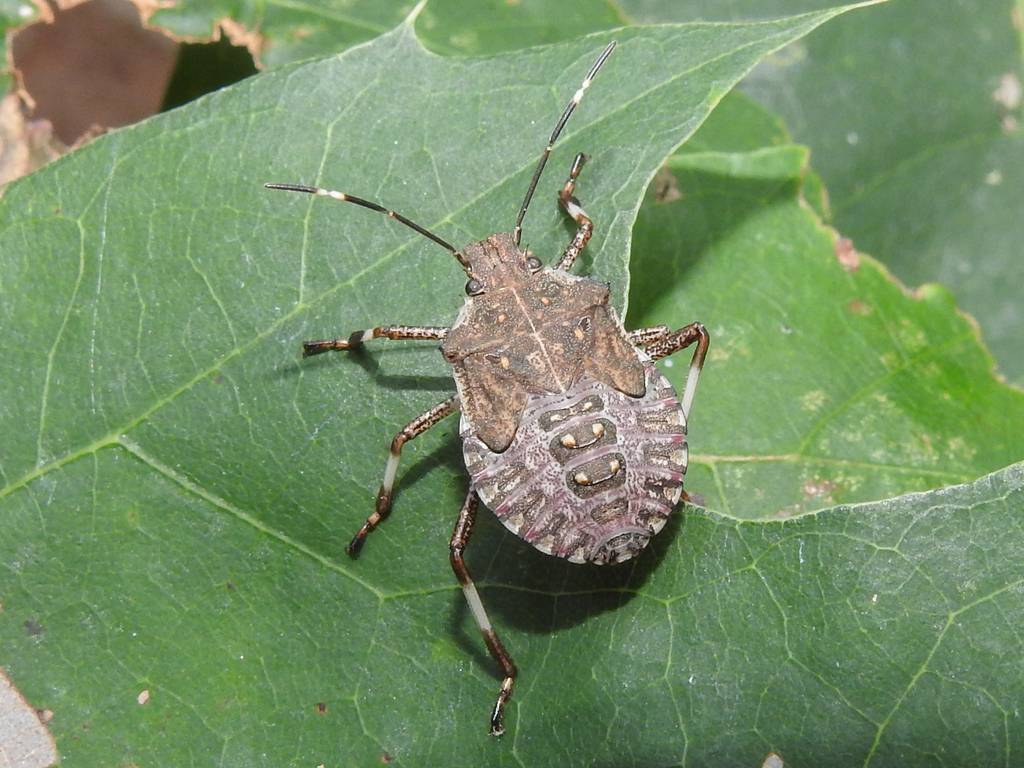 Brown Marmorated Stink Bug from Worcester, Massachusetts, United States ...