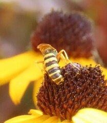 Philanthus ventilabris