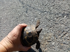 Testudo hermanni boettgeri