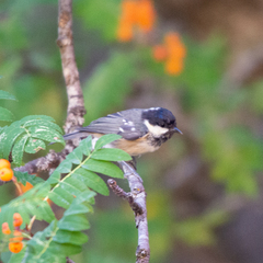 Periparus ater