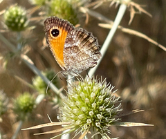 Pyronia cecilia