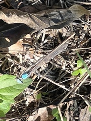 Argia apicalis