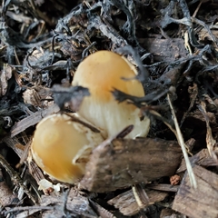 Coprinopsis variegata