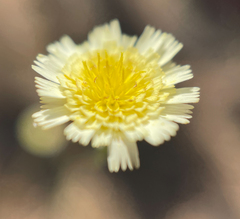 Andryala integrifolia